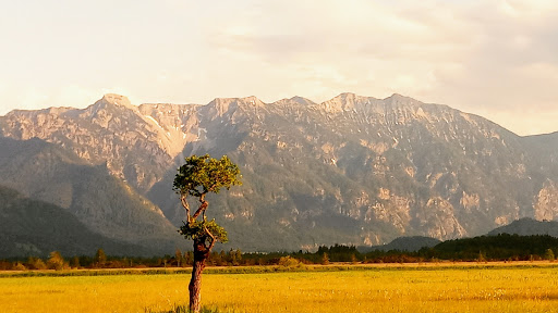Baumsicht - Visual