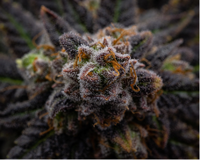 Photo of Cupcake's Cannabis