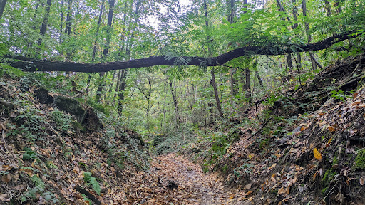 Forêt départementale du rocher de Saulx Gallery - France