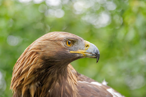 Vogelwild - Thumbnail