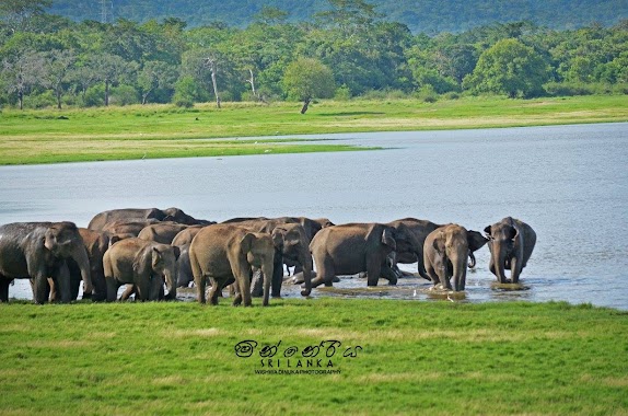 Minneriya National Park SAFARI, Author: Sachithra Dilhan