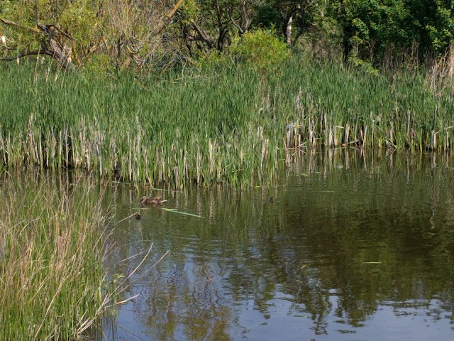 Elmley National Nature Reserve