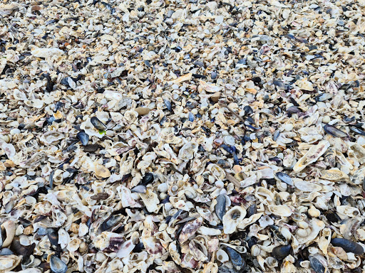 Plage et reserve ornithologique - Thumbnail