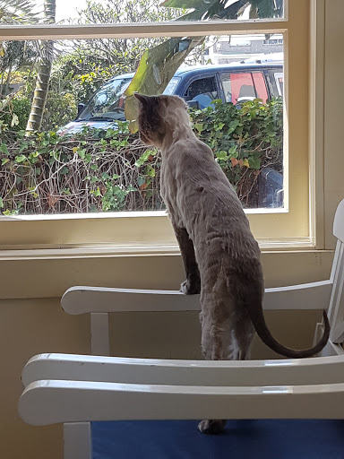 Collaroy Veterinary Hospital