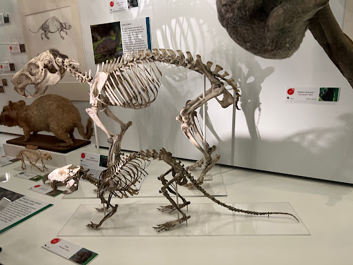 University Museum Of Zoology - Thumbnail