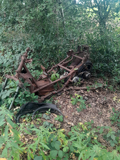 Cavans Wood - Thumbnail