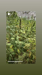 Photo n°19 de CBD Shop France Saint-Aygulf à Fréjus (Magasin de thé)