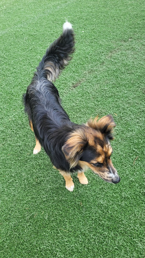 Diamond D Kennels - Thumbnail