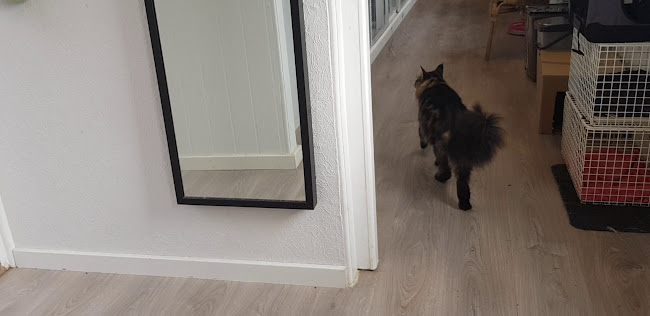 Opinii despre Terslev hundepension în Haslev - Hundetræner