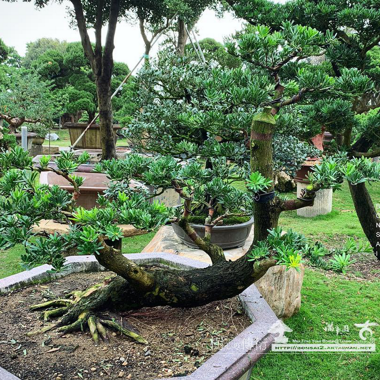 滿峯園庭木有限公司 樹木園藝服務