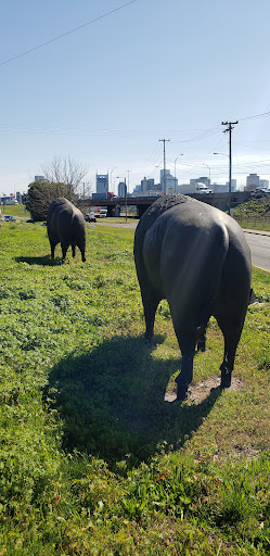 Buffalo Statues - Thumbnail