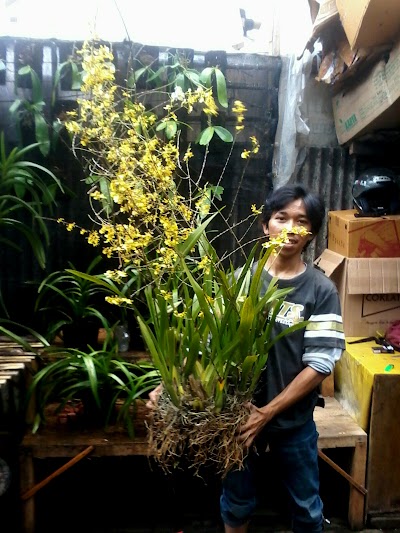 Photos of Maman Orchid