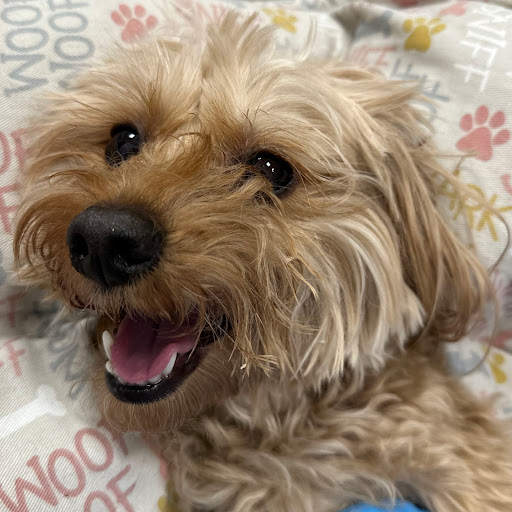 Smile4pet Gallery - United States