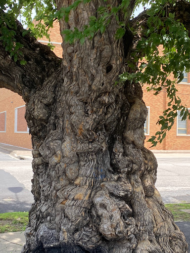 The gnarly tree
