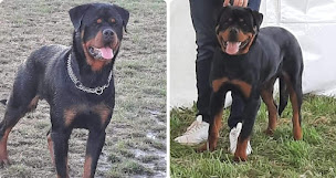 Photo n°24 de 4 PATTES DISTRIBUTION - Origin's Pet Food à Guitalens-L'Albarède (Magasin d'alimentation animale)