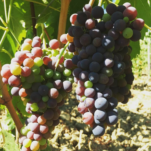 Vignavecchia - Visual