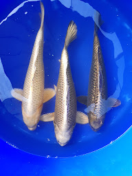 Photo n°8 de Attractive koi à Saint-Pardoux-Soutiers (Fournisseur de poissons en bassin)