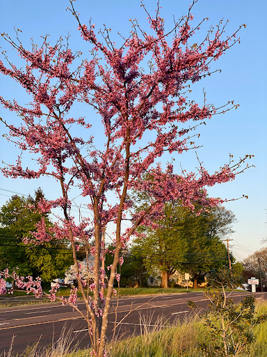 Norristown Farm Park, Lot # 5 - Thumbnail