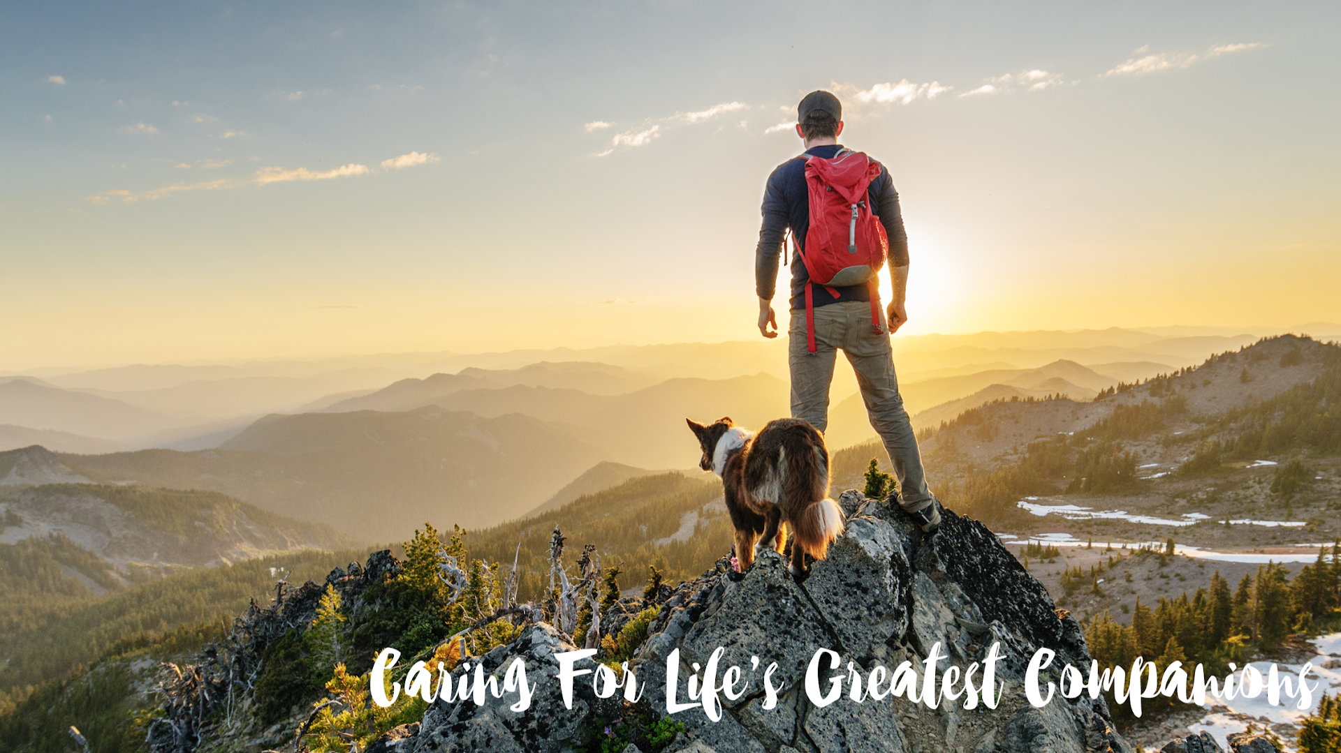 VCA Canada Vancouver Animal Wellness Hospital