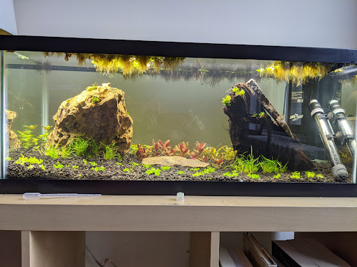ABC Plants