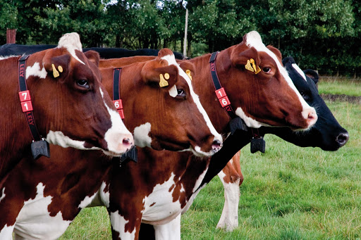 iQVet - Tierärztliche Gemeinschaftspraxis für Nutztiere - Thumbnail