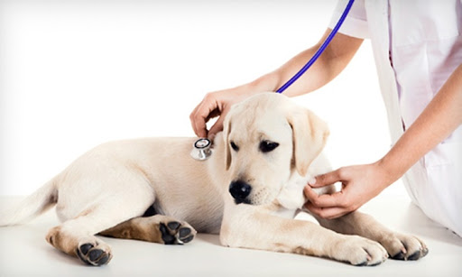 Animal Clinic & Hospital - Thumbnail