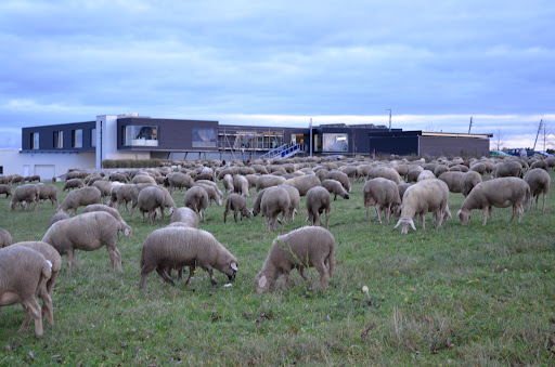 SHEEPWORLD AG - Thumbnail
