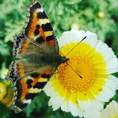 Photos of Flower Development Centre, Godawari