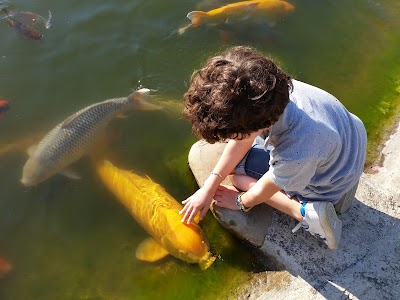 Photos of Luca Ceredi Koi Farm