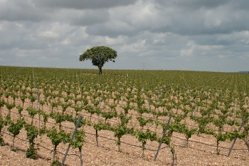 Diez Siglos de Verdejo Gallery - Spain