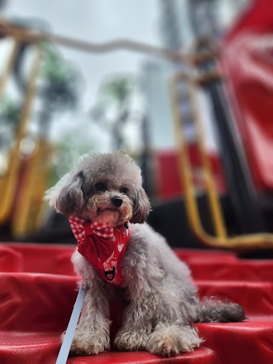Daily Dogs Brighton - Thumbnail