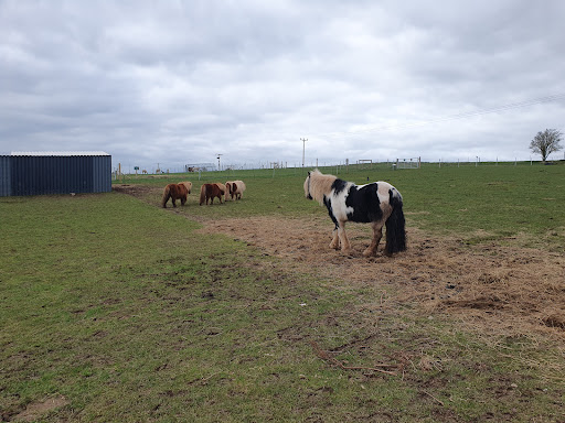 Charnwood Forest Alpacas - Thumbnail