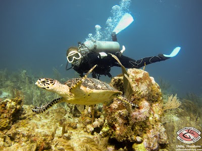 Photos of Underwater Vision