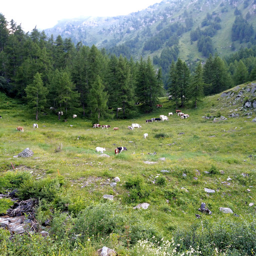ALPEGGIO - Azienda Agricola Cibrario - Thumbnail