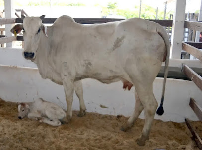 Dr. José Roberto Patriota - Atendimento veterinário domiciliar em fazendas e sítios