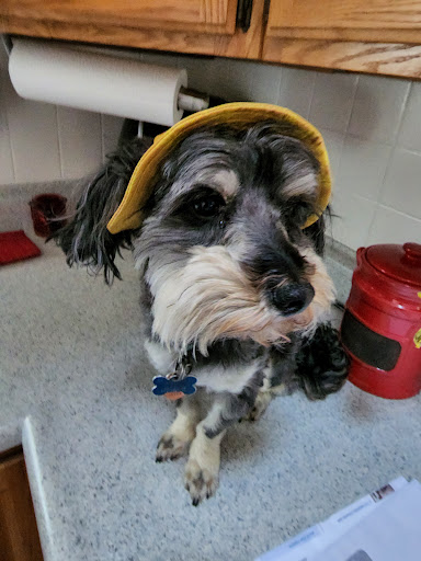 Adorable Dog - Thumbnail