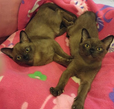 Rainbow Burmese Cattery