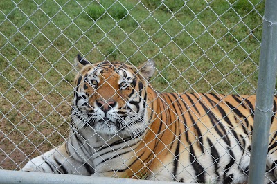 Hillcrest Park Zoo