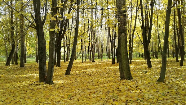 Парк имени гагарина рязань