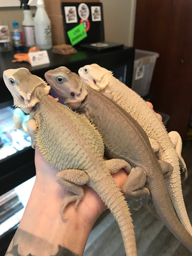 RUTHLESS REPTILES - Visual
