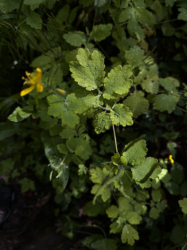 Jardins du Coquillon - Thumbnail
