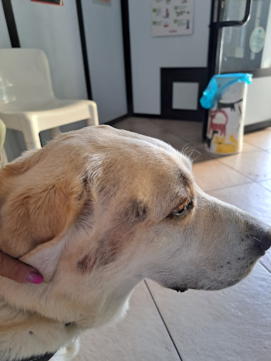 Ambulatorio Veterinario Dott. Marco Vacca Logo