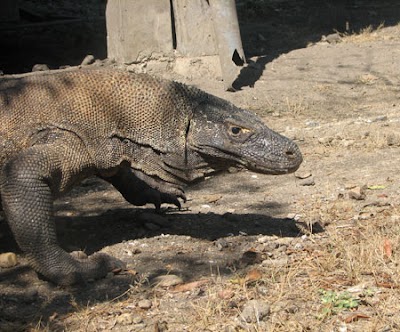 Photos of Indonesia Adventure Tours & Travel