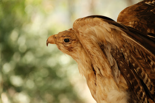 Alex Wilkie Nature Reserve - Thumbnail