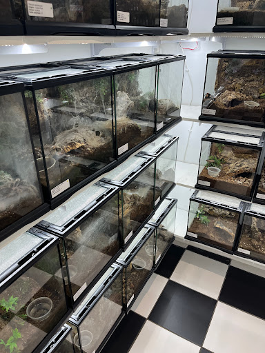 Tarantula Canada - Visual