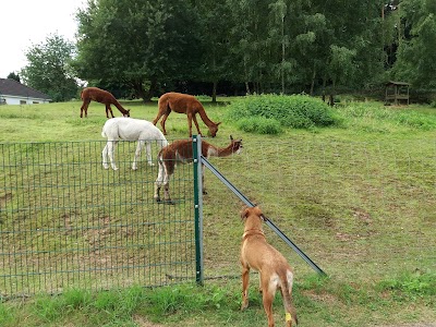 veterinary-care