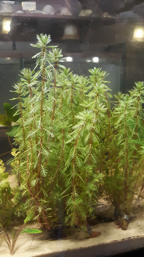 Furia Aquatics - Visual
