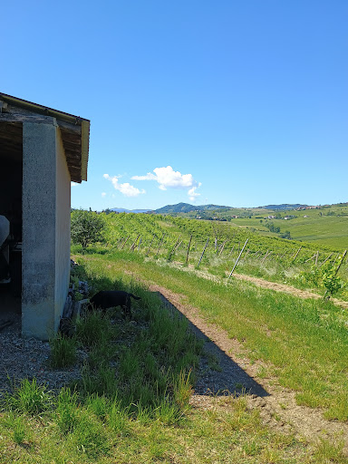 Cantina Gaiaschi Terenzio Vini - Thumbnail