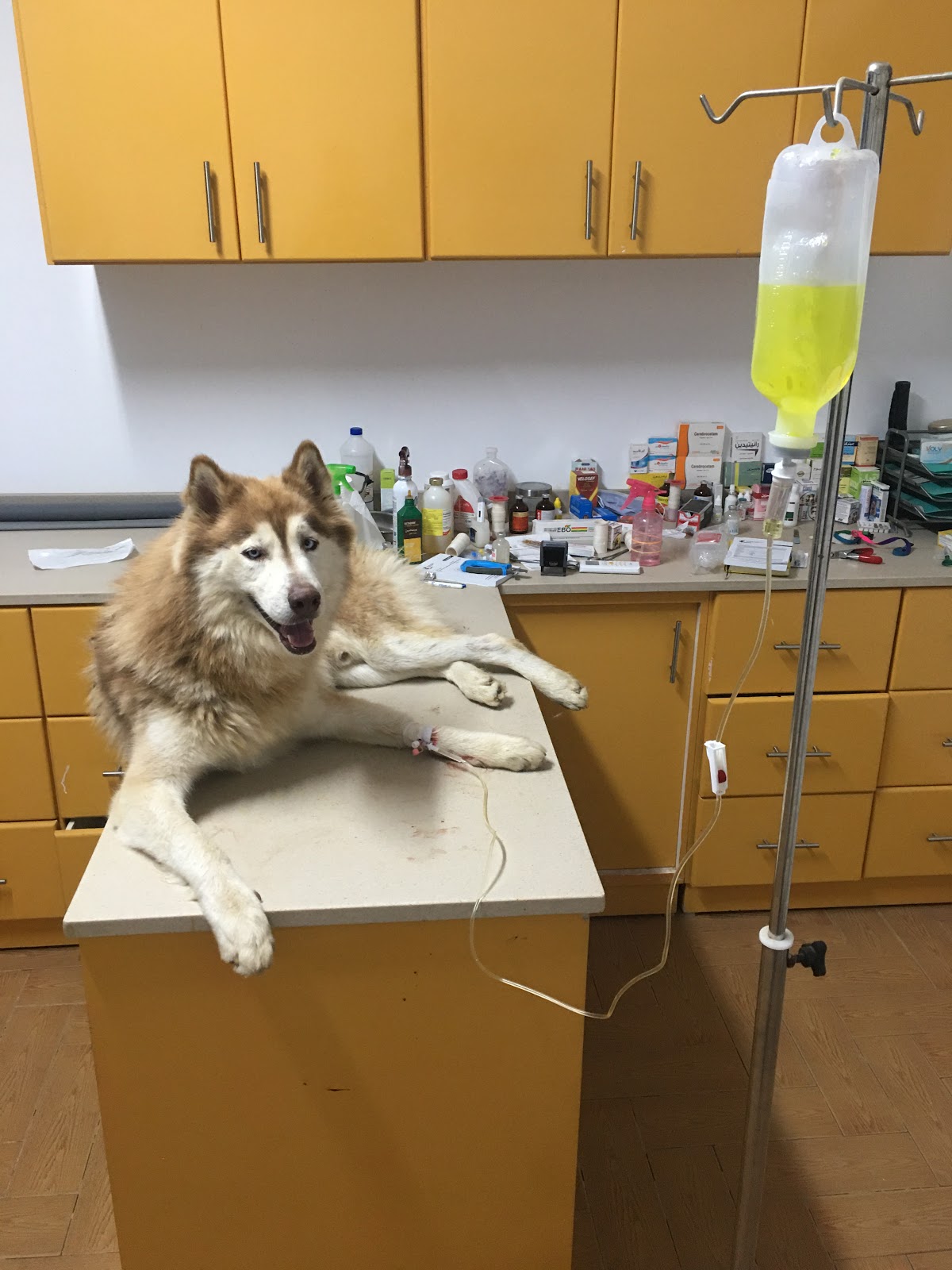 Domestix Animal Hospital Zayed - صورة 3