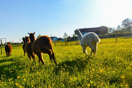 Niedergerner Alpaka Ranch Moosen 10, 84533 Haiming, Deutschland